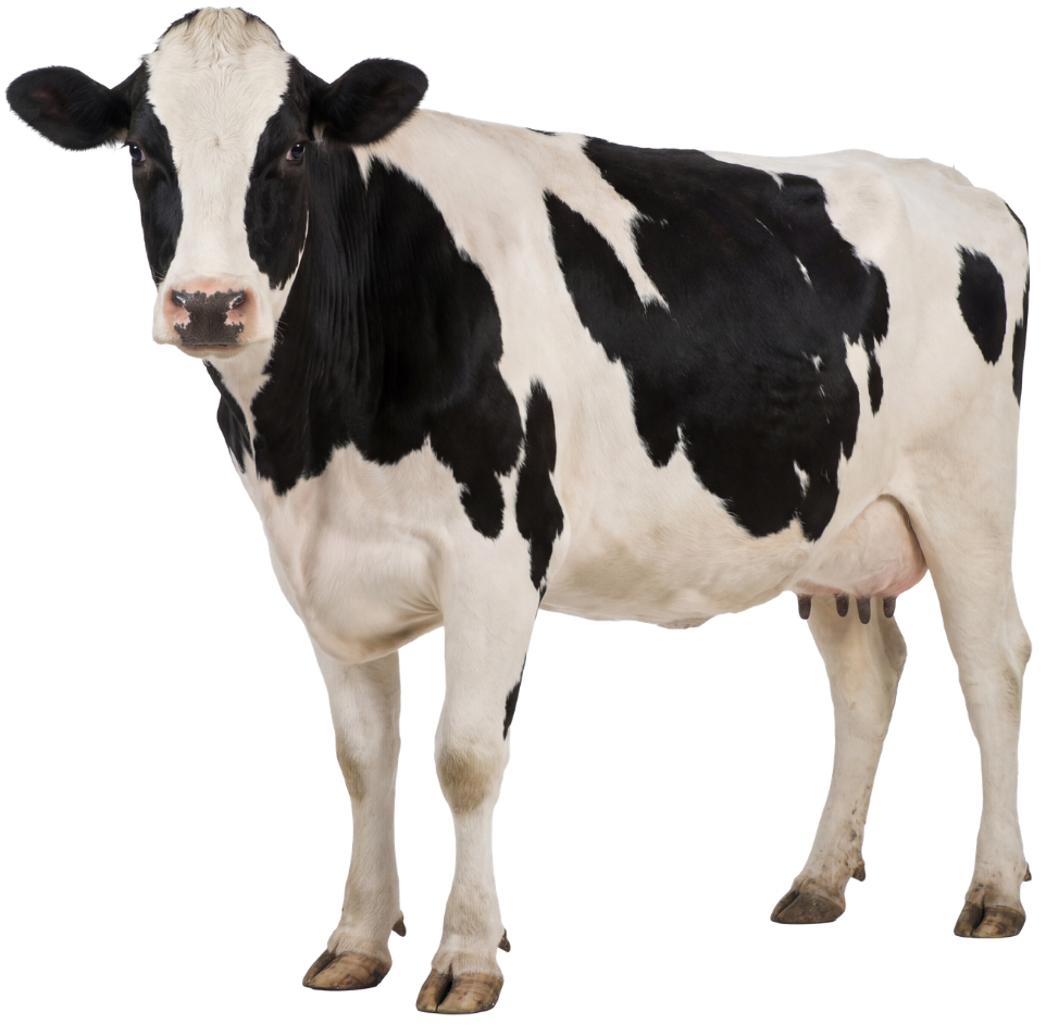 Holstein cow ranked in the top quartile for metabolic efficiency.