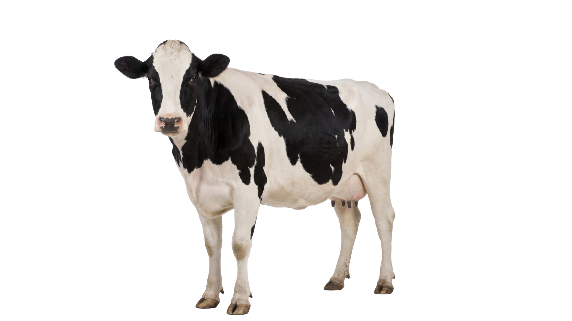 Holstein cow 1042, front view
