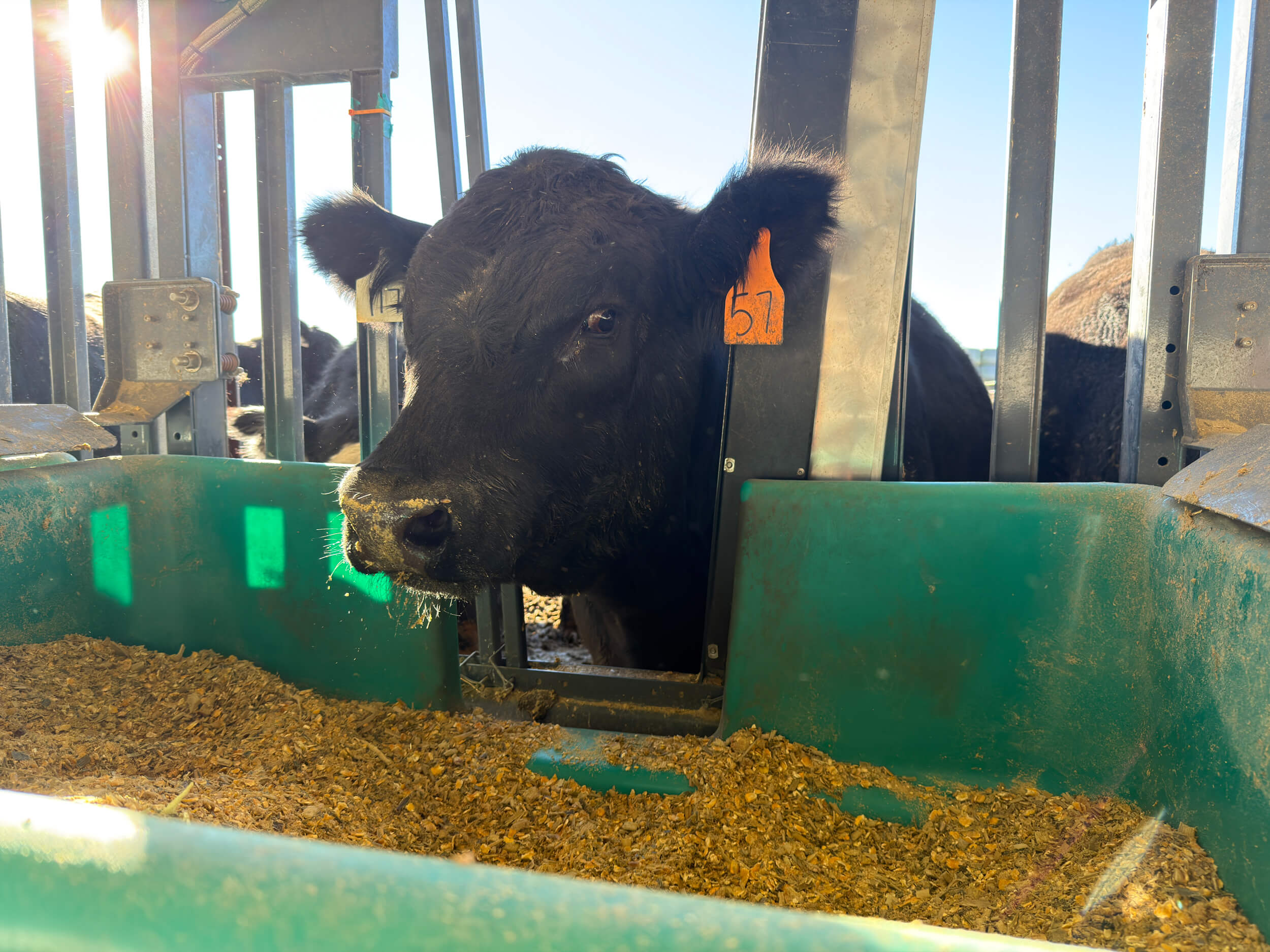 SmartFeed: Individual Cattle Feed Intake System | C-Lock Inc.